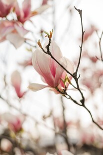 玉兰花枝绽放