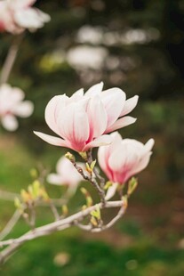 玉兰花绽放枝头