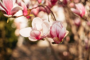 玉兰花绽放枝头