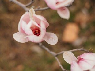 玉兰花绽放 