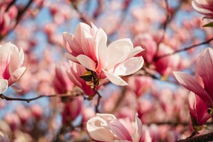 玉兰花绽放枝头