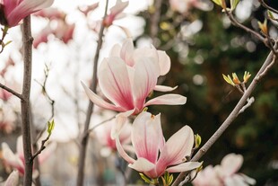 盛开的玉兰花