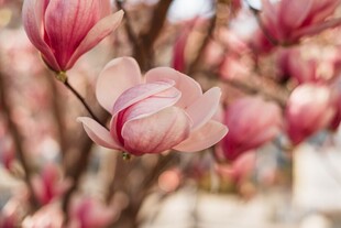 盛开的玉兰花