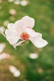 娇艳玉兰花绽放于绿野