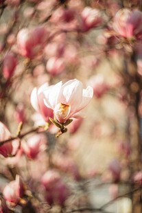 绽放的粉色玉兰花