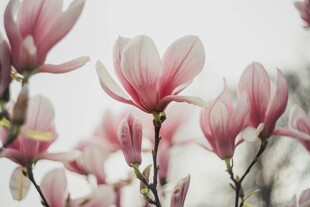 玉兰花绽放的美丽瞬间