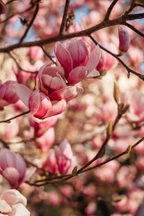 玉兰花枝绽放美丽瞬间