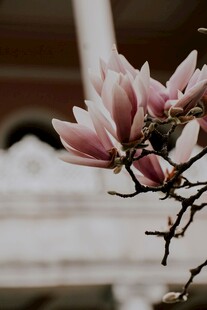 粉白玉兰花枝特写