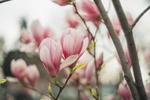 粉艳玉兰花枝俏