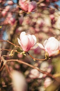 玉兰花绽放枝头