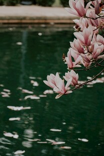 玉兰花下的灵动锦鲤