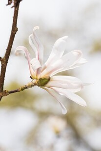 玉兰花特写