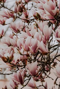 玉兰花绽放枝头