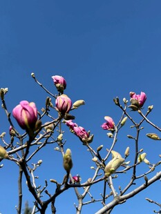 蓝天映衬下的粉嫩玉兰花