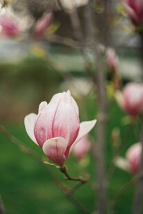 娇艳玉兰花绽放枝头