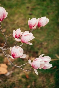 玉兰花枝绽放美丽瞬间