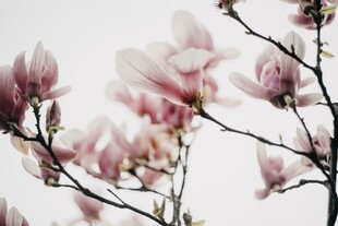 玉兰花枝绽放