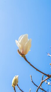 蓝天映衬下的玉兰花