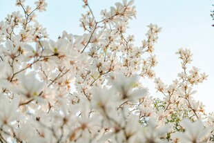 春日绽放的玉兰花