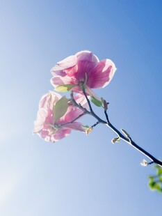 蓝天映衬下的玉兰花
