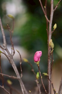 枝头玉兰花