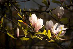 玉兰花枝绽放