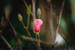 含苞待放的粉色玉兰花