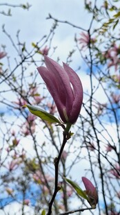 玉兰花绽放于蓝天白云下
