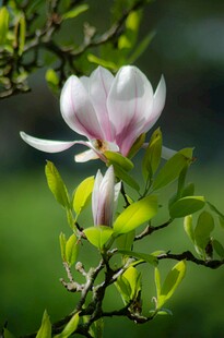 玉兰花绽放枝头
