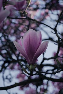 绽放的紫玉兰花
