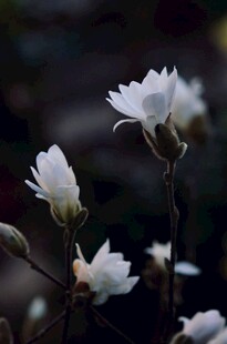 洁白玉兰花绽放枝头