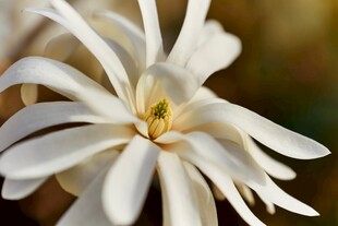 素雅玉兰花特写