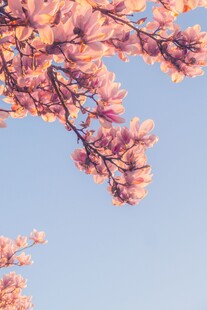 枝头玉兰花