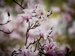 玉兰花枝绽放美丽瞬间