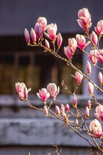 玉兰花枝绽放美丽瞬间
