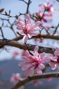 枝头绽放的粉嫩桃花