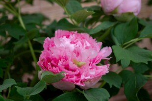 娇艳粉色月季花