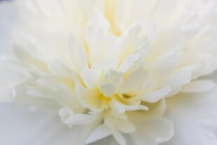 白色芍药特写