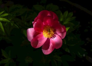 娇艳红芍药花绽放