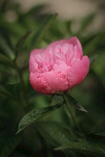 娇艳粉芍药 