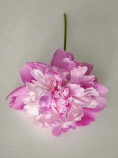 娇艳粉色牡丹花特写