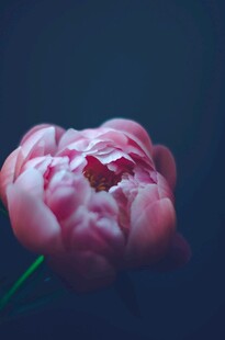 娇艳盛开的粉色牡丹花