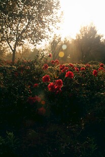 夕阳下的艳丽花丛