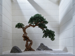 室内盆景景观