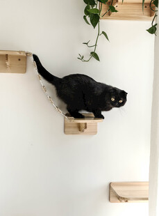 黑猫在墙上木质架上行走