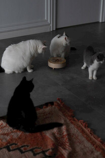 多只猫咪在室内互动玩耍