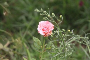 植物花朵