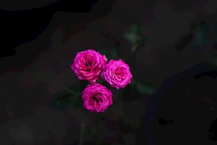 植物花朵