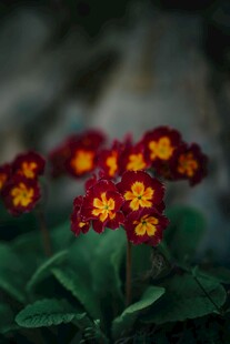植物花朵