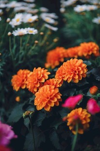 植物花朵